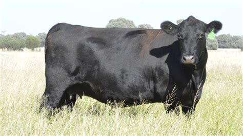 Australian Big Cow Picture Firdausm Drus