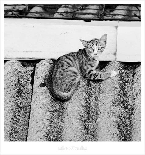 Pin By Miaouoaim Mu On Miaou Cats Animals Miaou