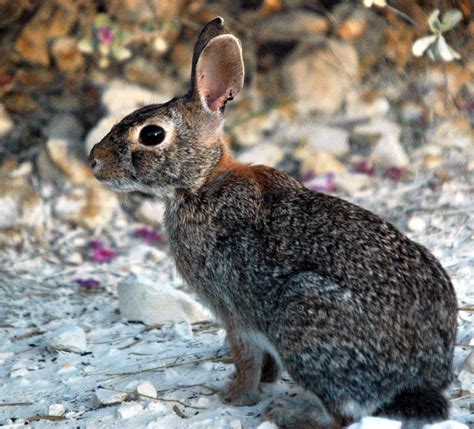 Filecottontail Rabbit Wikimedia Commons