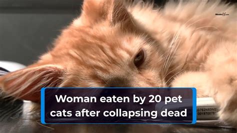 Women Eaten By 20 Pet Cats After Collapsing Dead Youtube