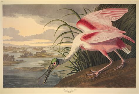 Audubon John James 1785 1851 The Birds Of America A Selection Of