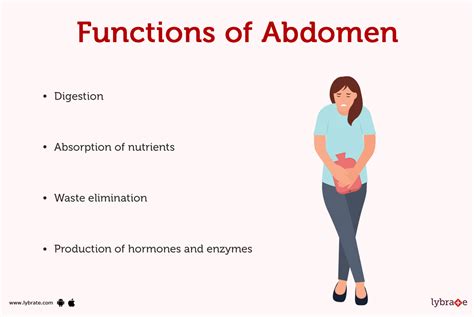 Abdomen Human Anatomy Image Definition Function Diseases And More