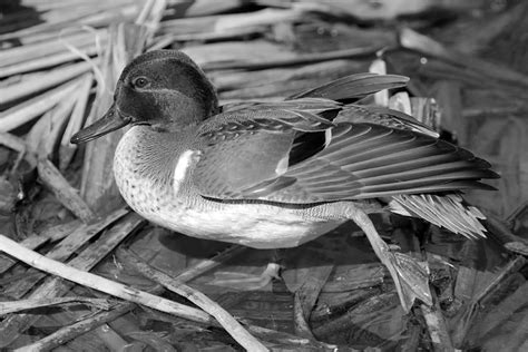 Green Winged Teal In Tanzania Exploring The Enigmatic World Of These