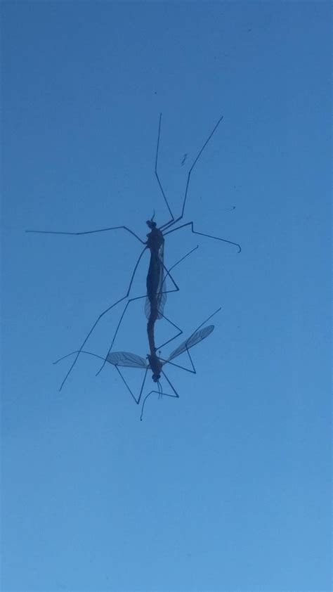These Mosquitoes Having Sex On My Window Rmildlyinteresting