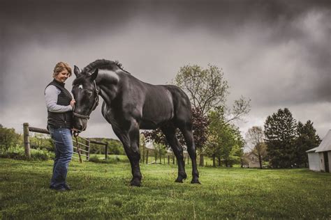 Champion Bloodlines The Percheron Horses From Windermere Farms Are