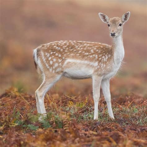 Fallow Deer Dama Dama This Is A Doe Female Looking Gorgeous In The