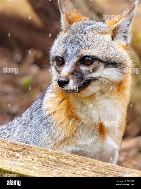 Scared Fox Hi Res Stock Photography And Images Alamy
