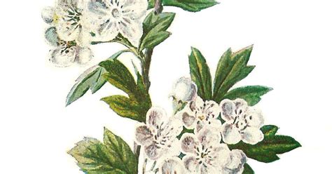 Antique Images Digital Wildflower Hawthorn Clip Art Botanical