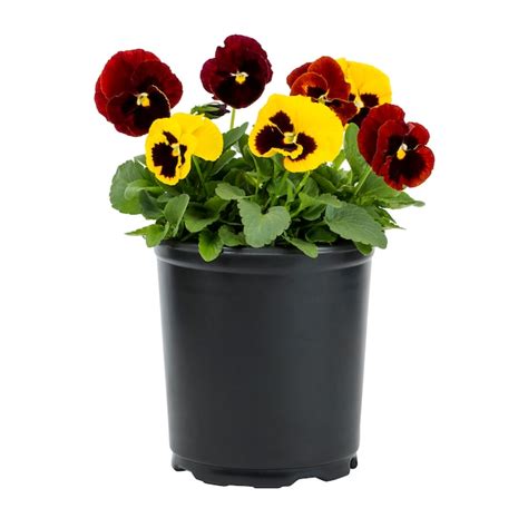 Metrolina Greenhouses Multicolor Pansy In 25 Quart Pot 3 Pack In The
