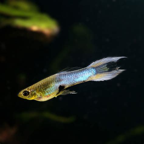 Japan Blue Swordtail Endler A Captivating Addition To Your Aquarium