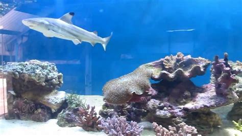 Black Tip Shark In 3 Mtr Size Aquarium Youtube