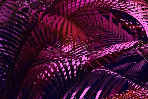 Photo Of Palm Leaves In Neon Lighting Stock Photo Image Of Paradise