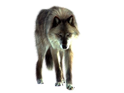 Wolf Png Transparent Image Download Size 1032x774px