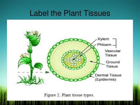 Tissues Plant Tissues