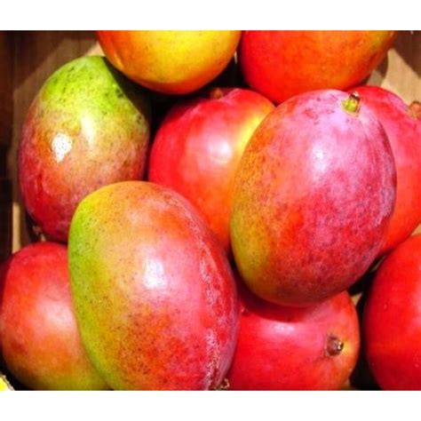 Gulab Khas Mango At Rs 90 Kg In Bhagalpur From The Farmers