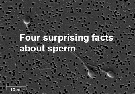 Sex270 On Twitter Discover Four Surprising Facts About Sperm At Sperm Its