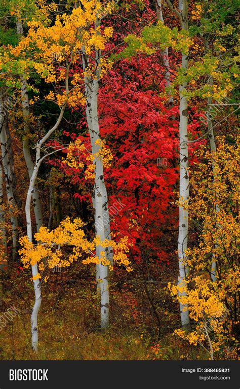 Aspen Trees Fall Image And Photo Free Trial Bigstock