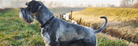 Your Ultimate Guide To Standard Schnauzers The Schnauzer Collective