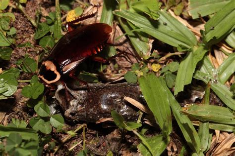 Australian Cockroach Periplaneta Australasiae Feeding On Flickr