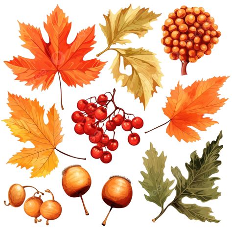 Set Of Fall Rowan Viburnum Oak Leaves And Acorn Png Transparent