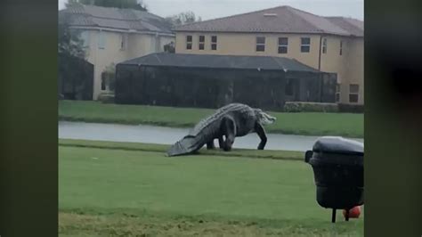Giant Alligator Spotted On A Stroll Through Florida Golf Course Cnn