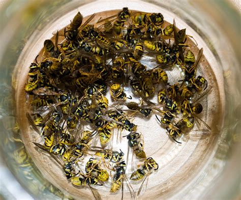 Baiting for yellow jackets will allow you to quickly control the population. Cleaned up the bedroom of dead yellow jackets - Mostly ...