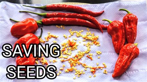 How To Save Chilli Pepper Seeds Harvesting Seeds To Grow Chilli