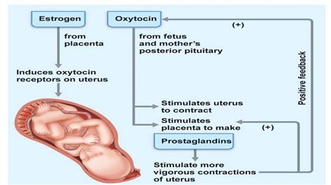 Posterior Pituitary Gland Adh And Oxytocin Teachmephysiology