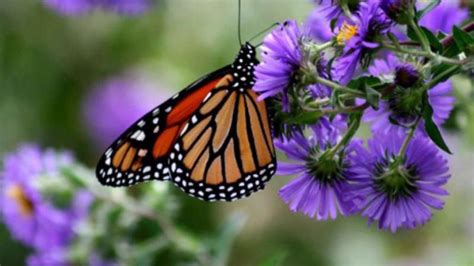 Monarch Butterfly Walk Nature Groupie