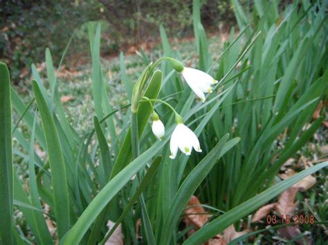 Growing Snowflake Leucojum Learn About Spring And Summer Snowflake Bulbs