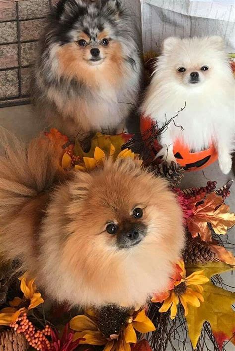 Pomeranian Puppies Rainbow Pomeranian Pets Lovers