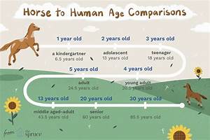 Comparing Horse To Human Age