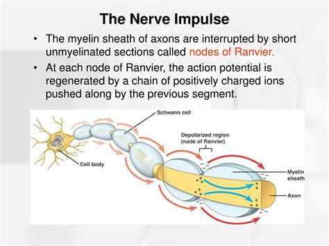 Nerve Impulse Definition Mechanism Process Amp Types Gambaran
