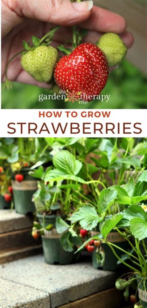 Growing Strawberries Everything You Need To Know Garden Therapy