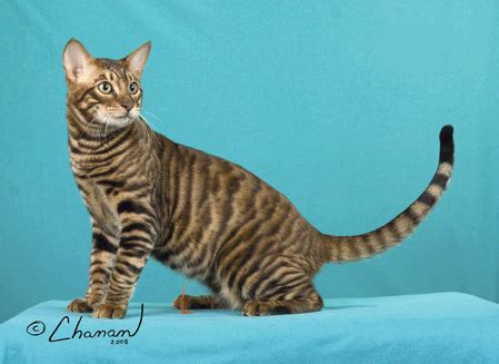 This Tiger Looking Toyger Pet Cat Type Was Established By The Cross