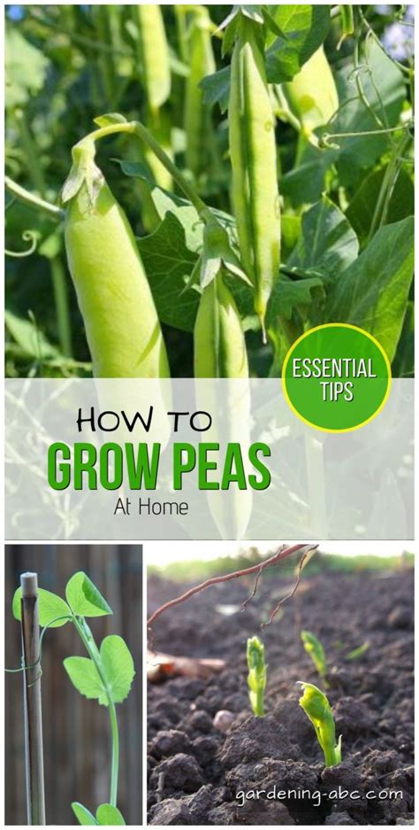 How To Grow Peas At Home A Simple Pea Growing Guide Growing Peas