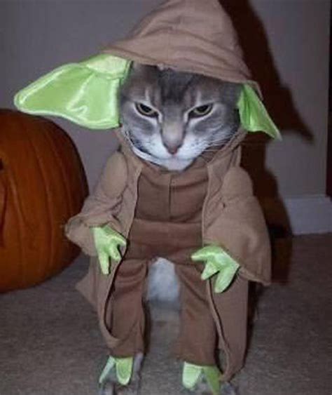 Yoda Cat Halloween Costume Star Wars Pug Parade Pictures Pics