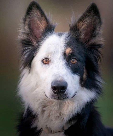 15 Main Characteristics Of The Border Collie Dog Breed Golden