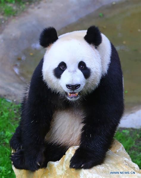 Feature Two Giant Pandas Make Enchanting Debut At Dutch Zoo Xinhua