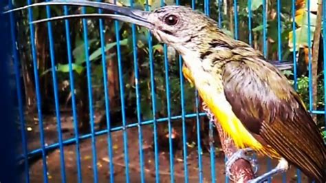 Suara Burung Pijantung Kolibri Jantung By Shandy Akm Youtube