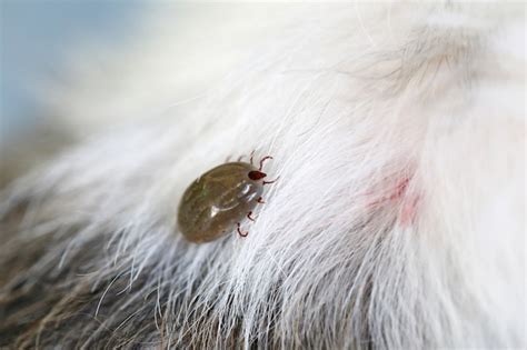 Premium Photo Big Tick On A Dog In Clearing