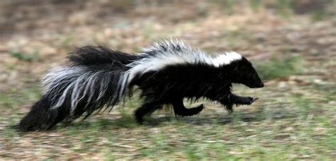 How To Get Rid Of Skunks How To Keep Skunks Away Angie S List As