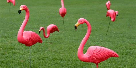 Flamingos In Yard Meaning March 2024