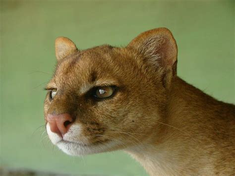 69 Best Felidae 27 Jaguarundi Eyra Cat Puma Yagouaroundi Hepailurus