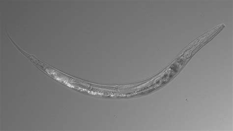 Scientists Find Three Sex Arsenic Resistant Nematode In Nearly