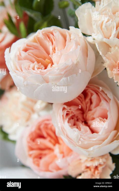 Soft Pastel Pink Roses Massed As A Background Stock Photo Alamy