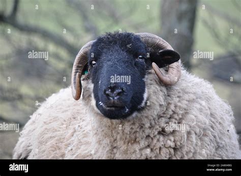 Black Faced Sheep Horns Hi Res Stock Photography And Images Alamy