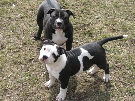 They are stubborn and fearless, but very gentle and kind with family. Black and white pittie babies! | Pitbull puppies for sale ...