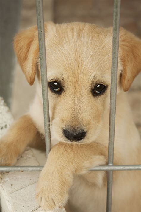 33 Tiny Adopt A Pet Puppy Photo Hd Ukbleumoonproductions