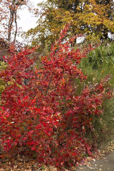 Chokeberry Brilliantissima Plant Profile Sylvan Gardens Landscape Contractors